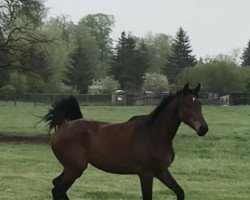 jumper Krismas (German Sport Horse, 2019, from Kasanova de La Pomme)