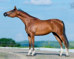 broodmare Busina Tersk 2011 ox (Arabian thoroughbred, 2011, from Ansambl 2000 ox)