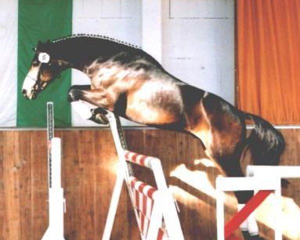horse California Chablis (Oldenburg, 1999, from Chopard)