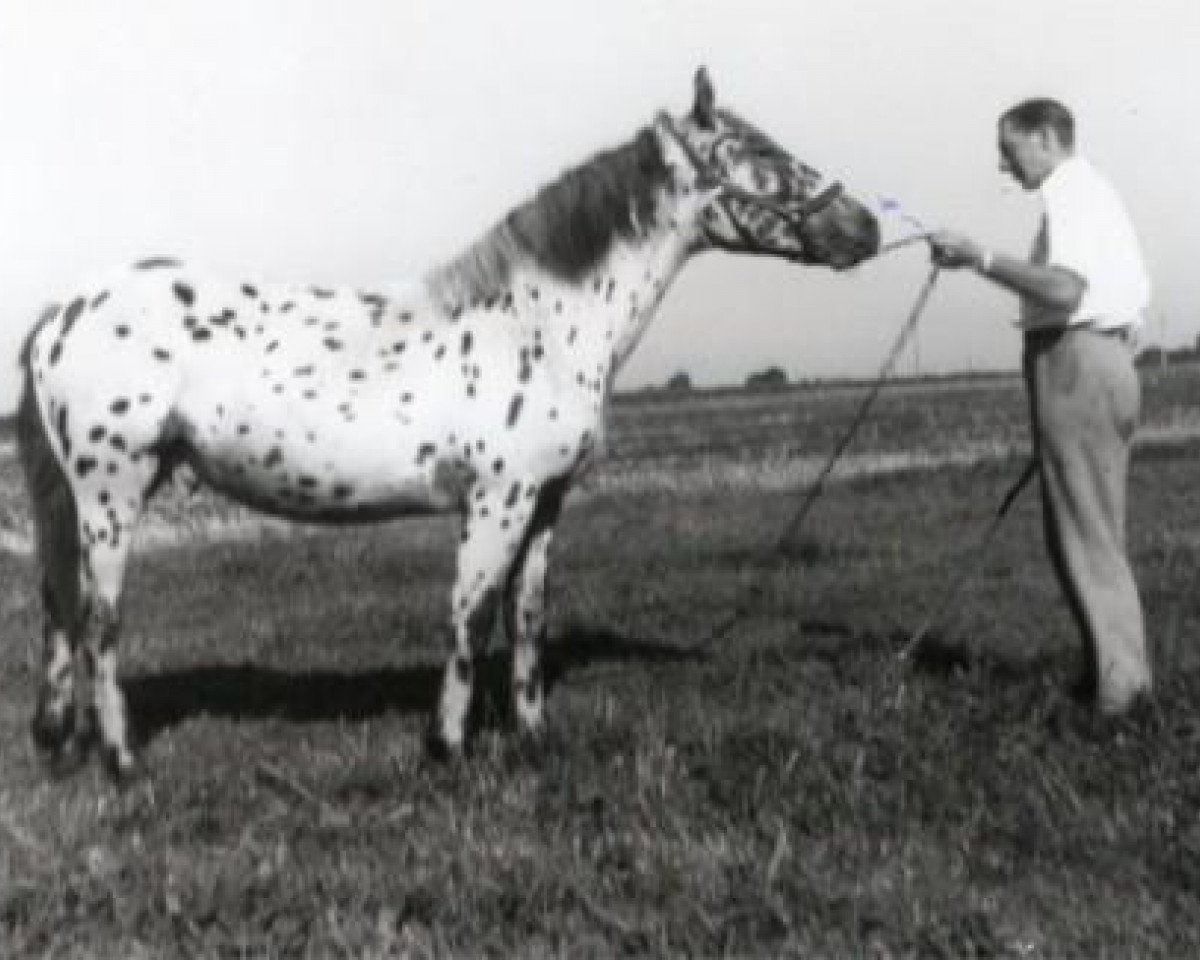 Deckhengst Ibrahim Skærdal (Knabstrupper, 1957, von Plet)