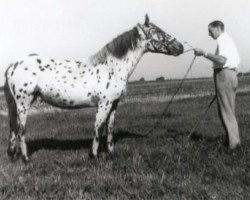 stallion Ibrahim Skærdal (Knabstrupper, 1957, from Plet)