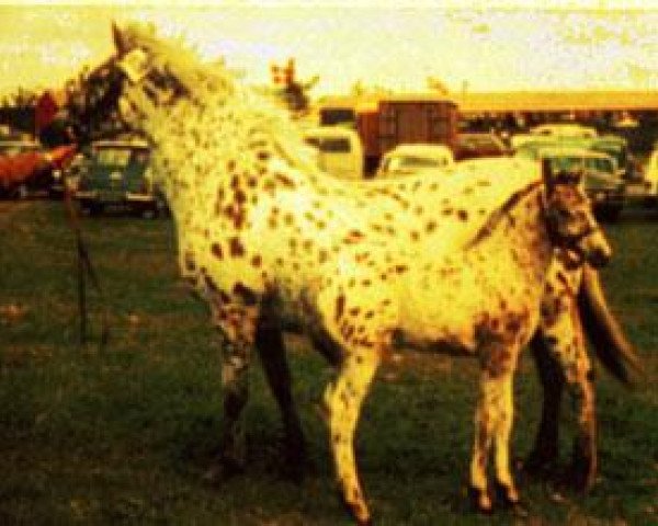 broodmare Fine KNN 1014 (Knabstrupper, 1960, from Ibrahim Skærdal)