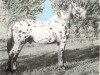 stallion Kronemann Langemark (Knabstrupper, 1950, from Hermolin)