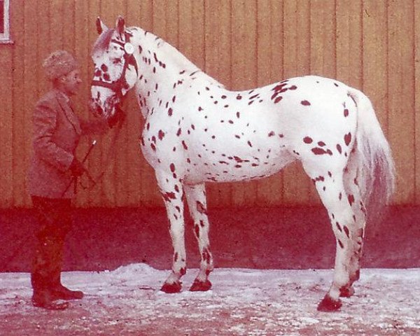 stallion Bobby NAS 38 (Knabstrupper, 1958, from Kronemann Langemark)