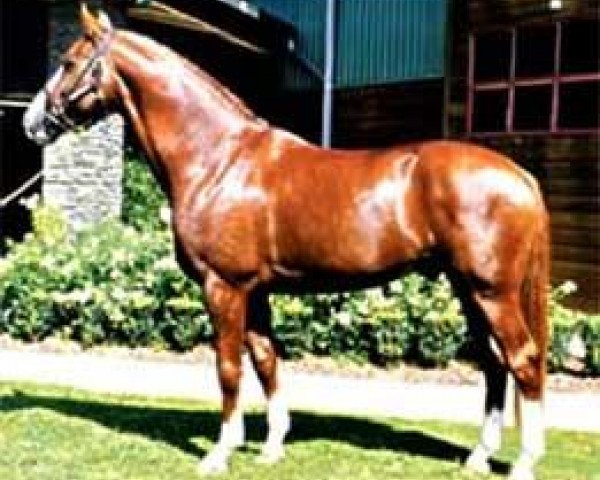 stallion Dream Boy (Hanoverian, 1995, from Dream of Glory)