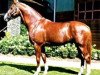 stallion Dream Boy (Hanoverian, 1995, from Dream of Glory)