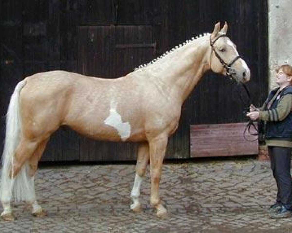 Deckhengst Dream of Gold (Deutsches Reitpferd, 1999, von Dream Boy)