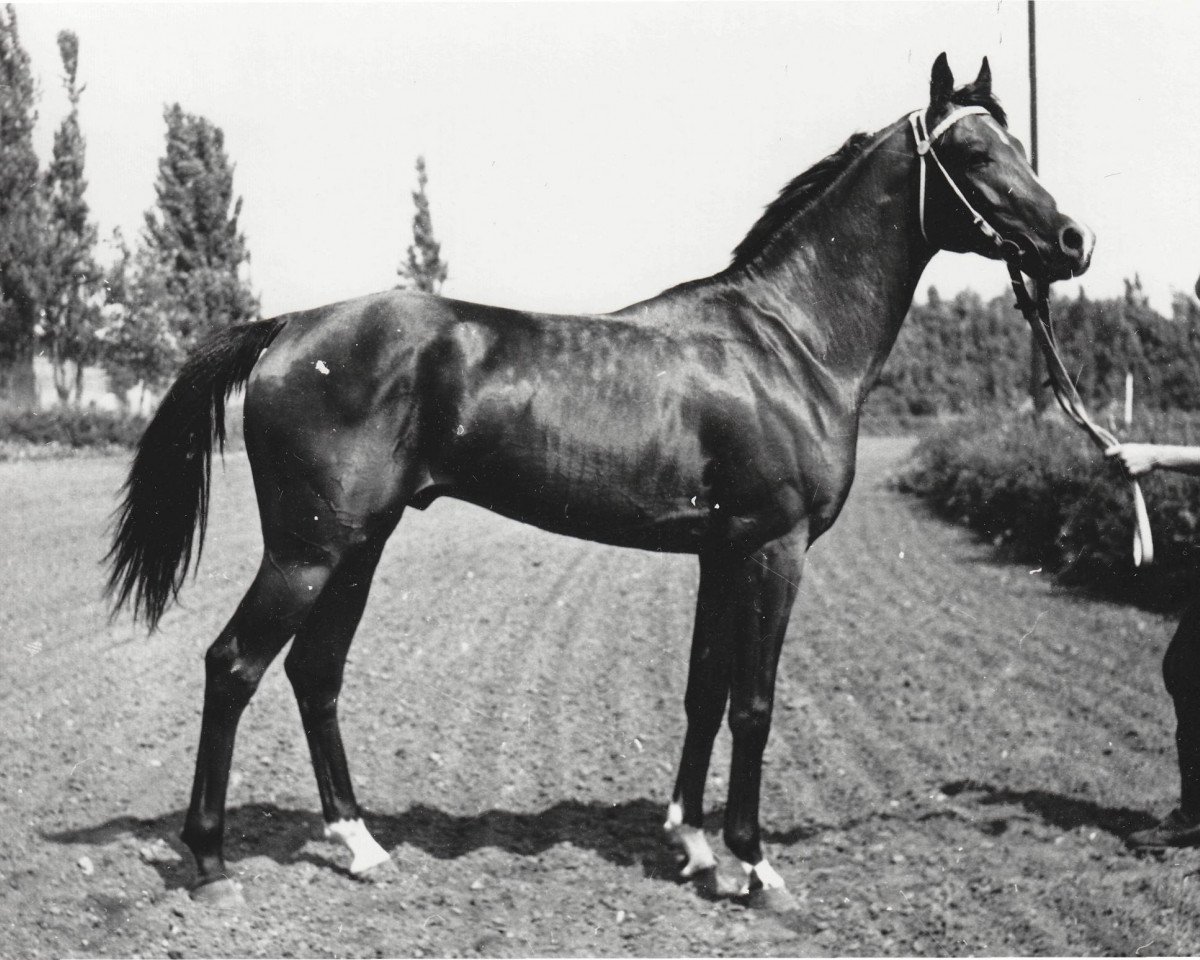 stallion Saljut 1977 ox (Arabian purebred, 1977, from Topol 1958 ox)