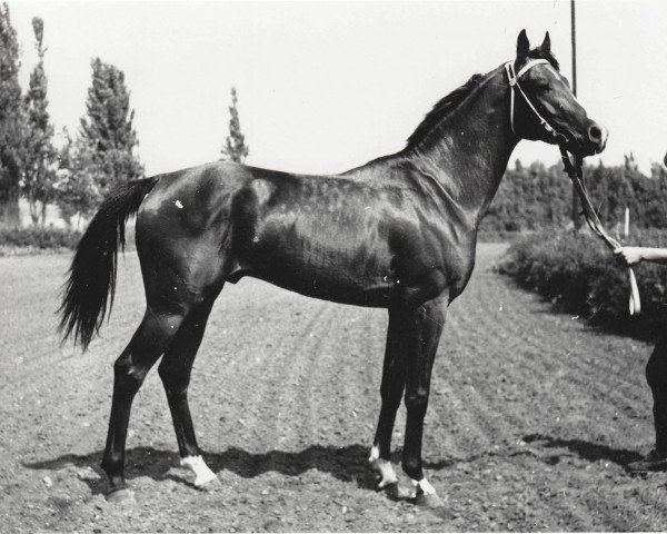stallion Saljut 1977 ox (Arabian thoroughbred, 1977, from Topol 1958 ox)