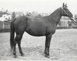 broodmare Salvia 1967 ox (Arabian thoroughbred, 1967, from Lak 1960 ox)