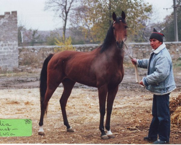 Zuchtstute Saklia ox (Vollblutaraber, 1988, von Aromat 1981 ox)