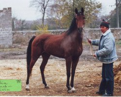 broodmare Saklia ox (Arabian thoroughbred, 1988, from Aromat 1981 ox)