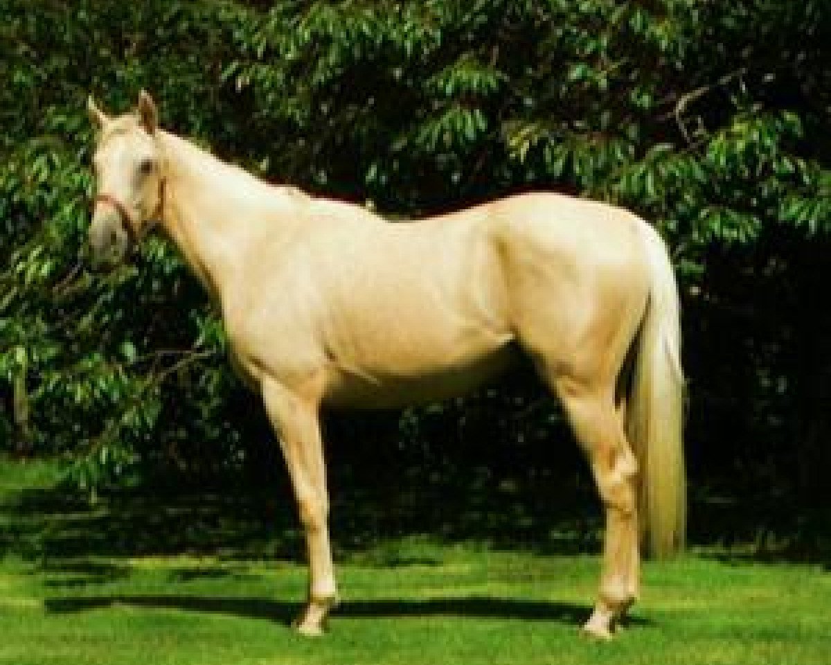 stallion Mr. Din X xx (Thoroughbred, 2005, from Rff King's Ransom xx)