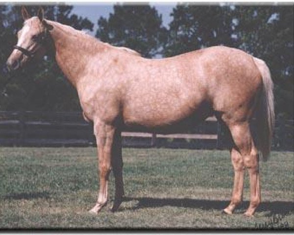 broodmare Distingold xx (Thoroughbred, 1994, from Gold Apollo xx)