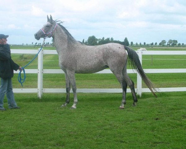 broodmare Ballada 1996 ox (Arabian thoroughbred, 1996, from Drug 1985 ox)