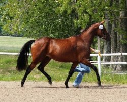 broodmare Gracia (Trakehner, 2008, from K2 T)