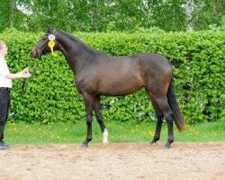 Zuchtstute Oreade (Trakehner, 2010, von Freudenfest)