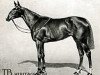 Pferd Rosedrop xx (Englisches Vollblut, 1907, von St. Frusquin xx)