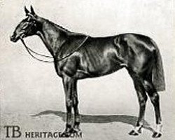 broodmare Rosedrop xx (Thoroughbred, 1907, from St. Frusquin xx)