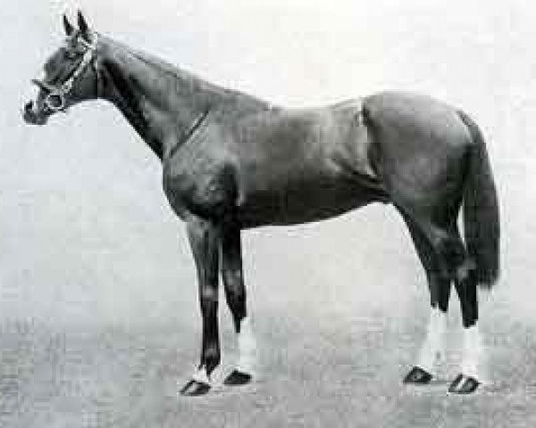 stallion Neil Gow xx (Thoroughbred, 1907, from Marco xx)