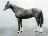 stallion Neil Gow xx (Thoroughbred, 1907, from Marco xx)