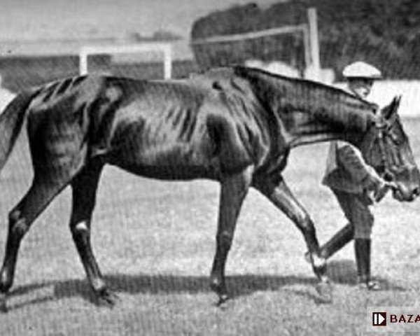 stallion As D'Atout xx (Thoroughbred, 1908, from MacDonald xx)