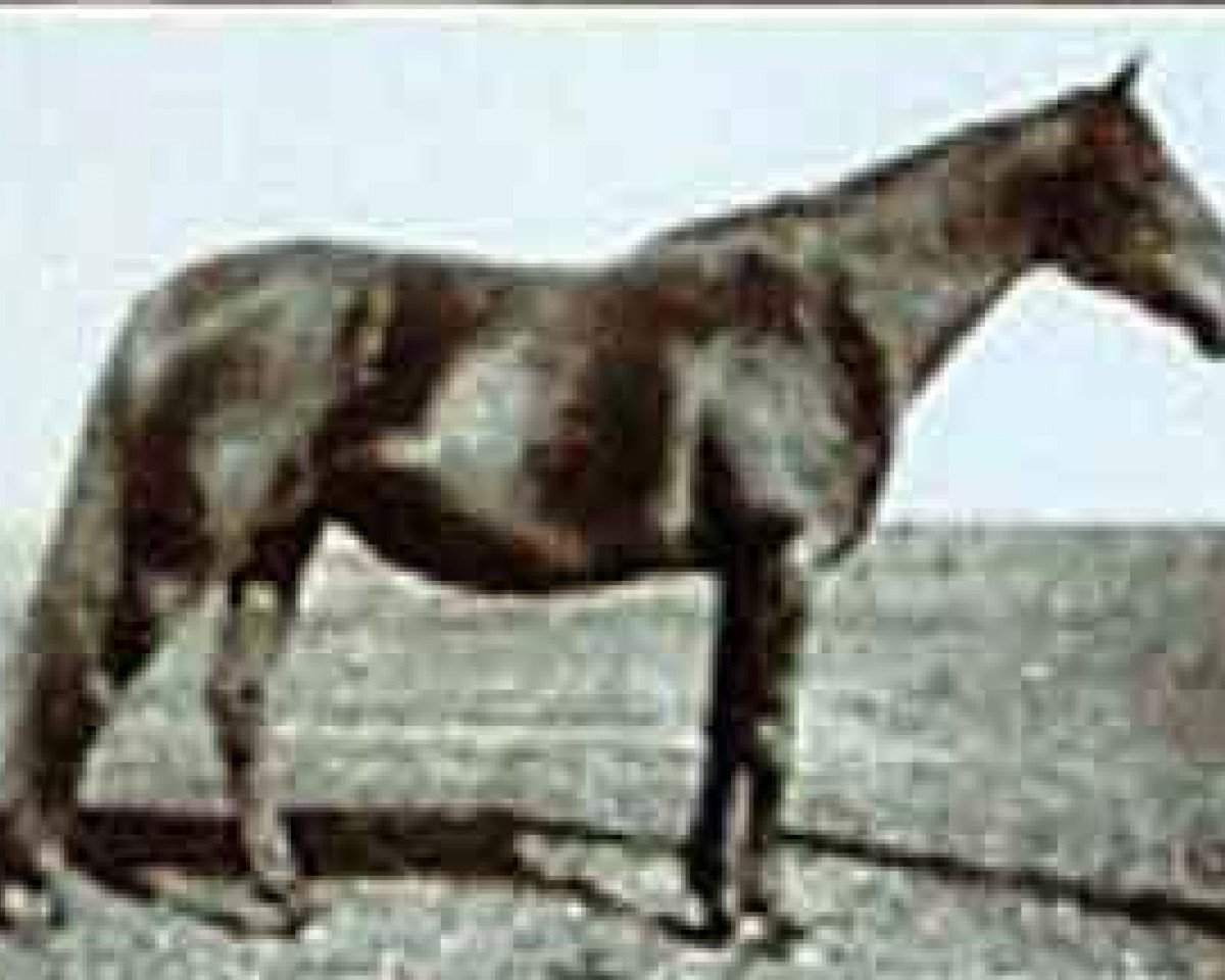 broodmare Hornisse xx (Thoroughbred, 1908, from Ard Patrick xx)