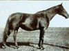 broodmare Hornisse xx (Thoroughbred, 1908, from Ard Patrick xx)