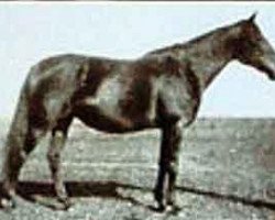 broodmare Hornisse xx (Thoroughbred, 1908, from Ard Patrick xx)