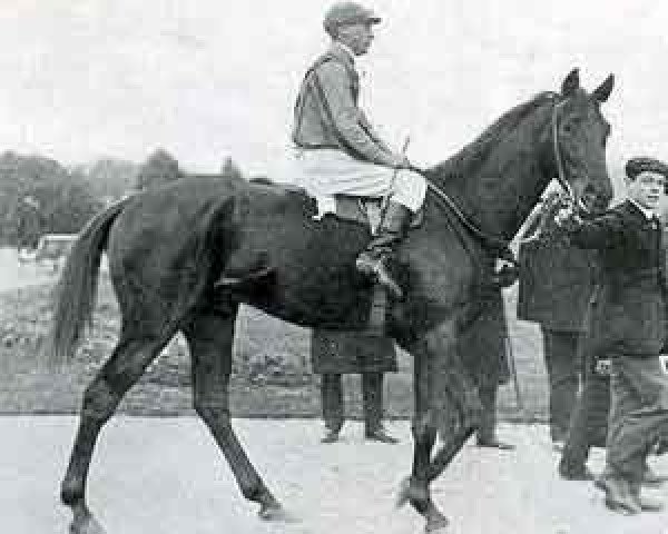 stallion Ossian xx (Thoroughbred, 1906, from Le Sagittaire xx)