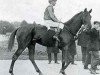 stallion Ossian xx (Thoroughbred, 1906, from Le Sagittaire xx)