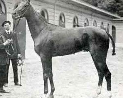 stallion Verdun xx (Thoroughbred, 1906, from Rabelais xx)