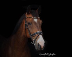 jumper Billy (Oldenburg show jumper, 2004, from Balou du Rouet)