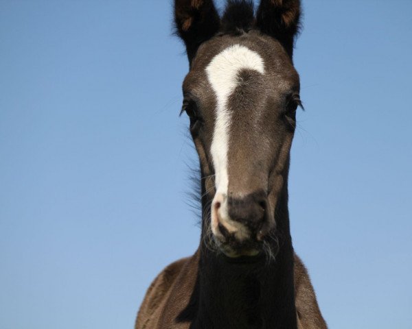 Springpferd Tianna (Oldenburger, 2021, von Tecumseh)