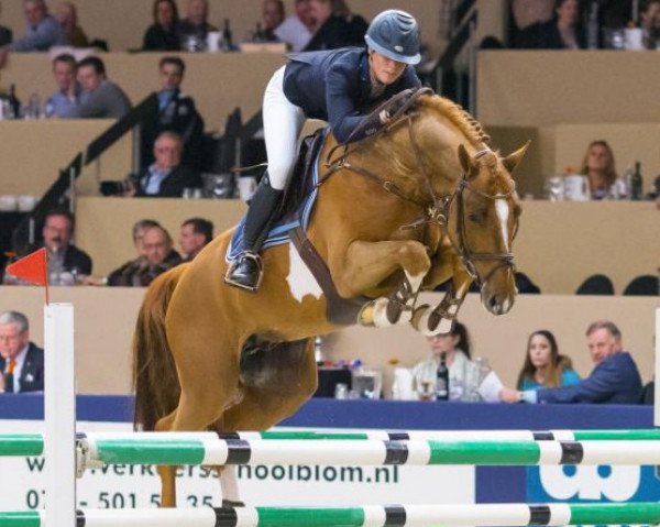 stallion Flying Dream (Royal Warmblood Studbook of the Netherlands (KWPN), 2010, from Zapatero VDL)