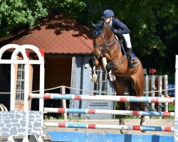 jumper Adagio Moon (Holsteiner, 2015, from Adagio de Talma)