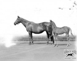 broodmare Signorinetta xx (Thoroughbred, 1905, from Chaleureux xx)