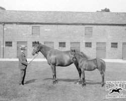 broodmare Throstle xx (Thoroughbred, 1891, from Petrarch xx)