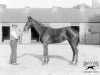 broodmare Tiffin xx (Thoroughbred, 1926, from Tetratema xx)