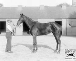 broodmare Tiffin xx (Thoroughbred, 1926, from Tetratema xx)