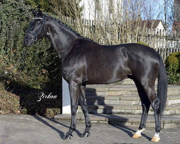 stallion Zirkon 8 (Rhinelander, 2010, from Zack)