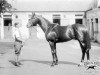 stallion Tommy Atkins xx (Thoroughbred, 1924, from Spion Kop xx)