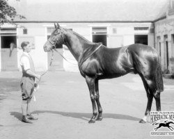 stallion Tommy Atkins xx (Thoroughbred, 1924, from Spion Kop xx)