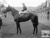 broodmare Tranquil xx (Thoroughbred, 1920, from Swynford xx)