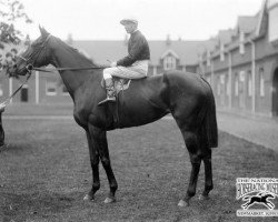 broodmare Tranquil xx (Thoroughbred, 1920, from Swynford xx)