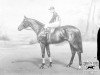 stallion Trespasser xx (Thoroughbred, 1916, from Kildare II xx)