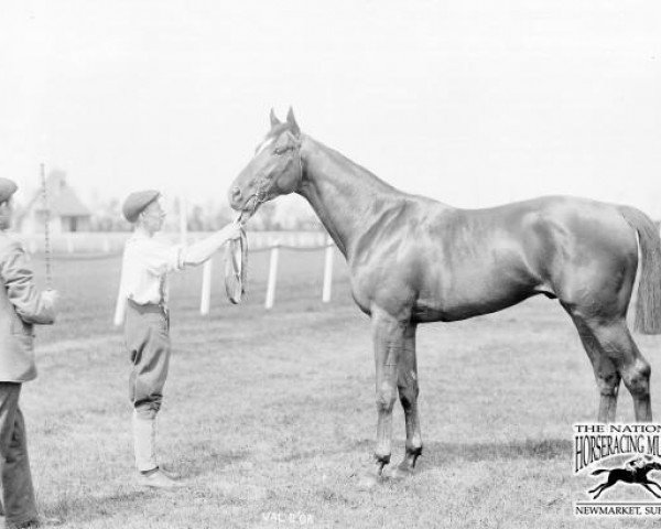 stallion Val d'Or xx (Thoroughbred, 1902, from Flying Fox xx)