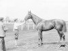 stallion Val d'Or xx (Thoroughbred, 1902, from Flying Fox xx)