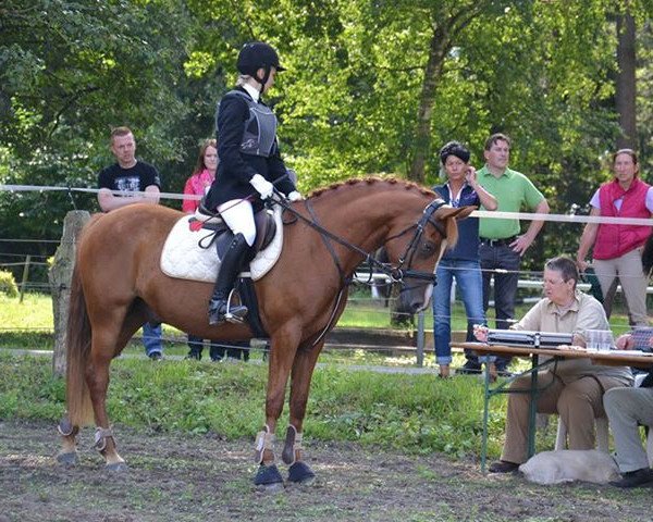 Dressurpferd Delano KG (Deutsches Reitpony, 2008, von Erfttal Duncan)