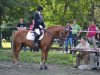 Dressurpferd Delano KG (Deutsches Reitpony, 2008, von Erfttal Duncan)